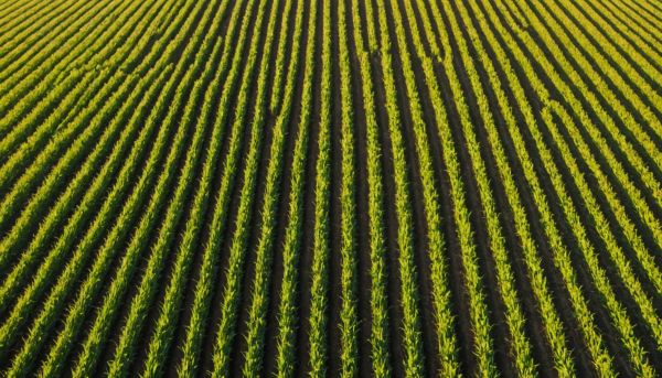 Pourquoi la rotation des cultures protège la terre