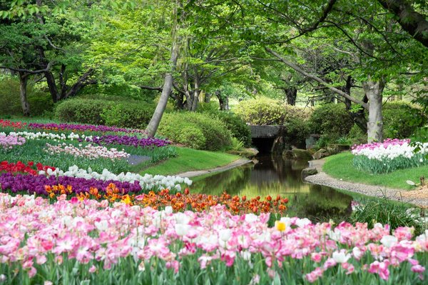 Comment créer un jardin fleuri qui attire les papillons ?