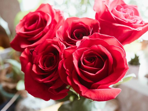 Quelles sont les meilleures fleurs pour une floraison toute l'année ?