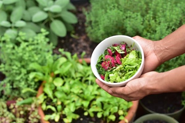 Quelles astuces pour maximiser la production de son potager ?