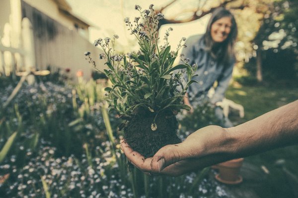 Comment protéger son potager des nuisibles naturellement ?