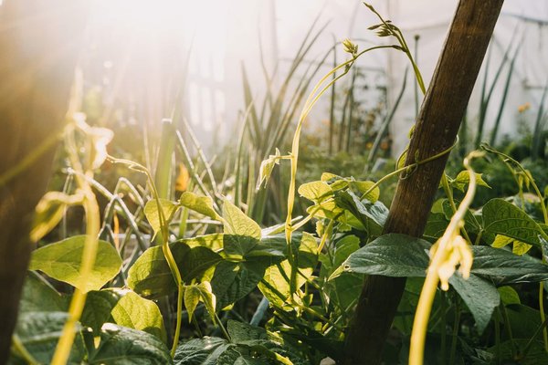 Comment rendre sa maison plus écologique avec des solutions de jardinage ?