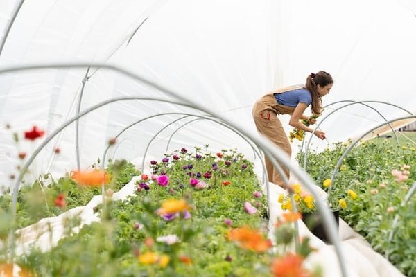 Comment les changements climatiques affectent-ils le jardinage ? 