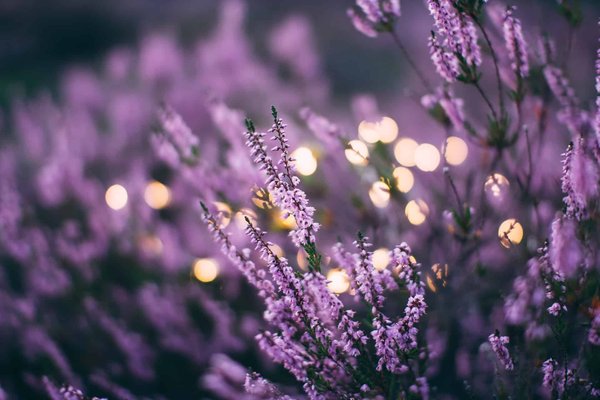 Les plantes emblématiques de France